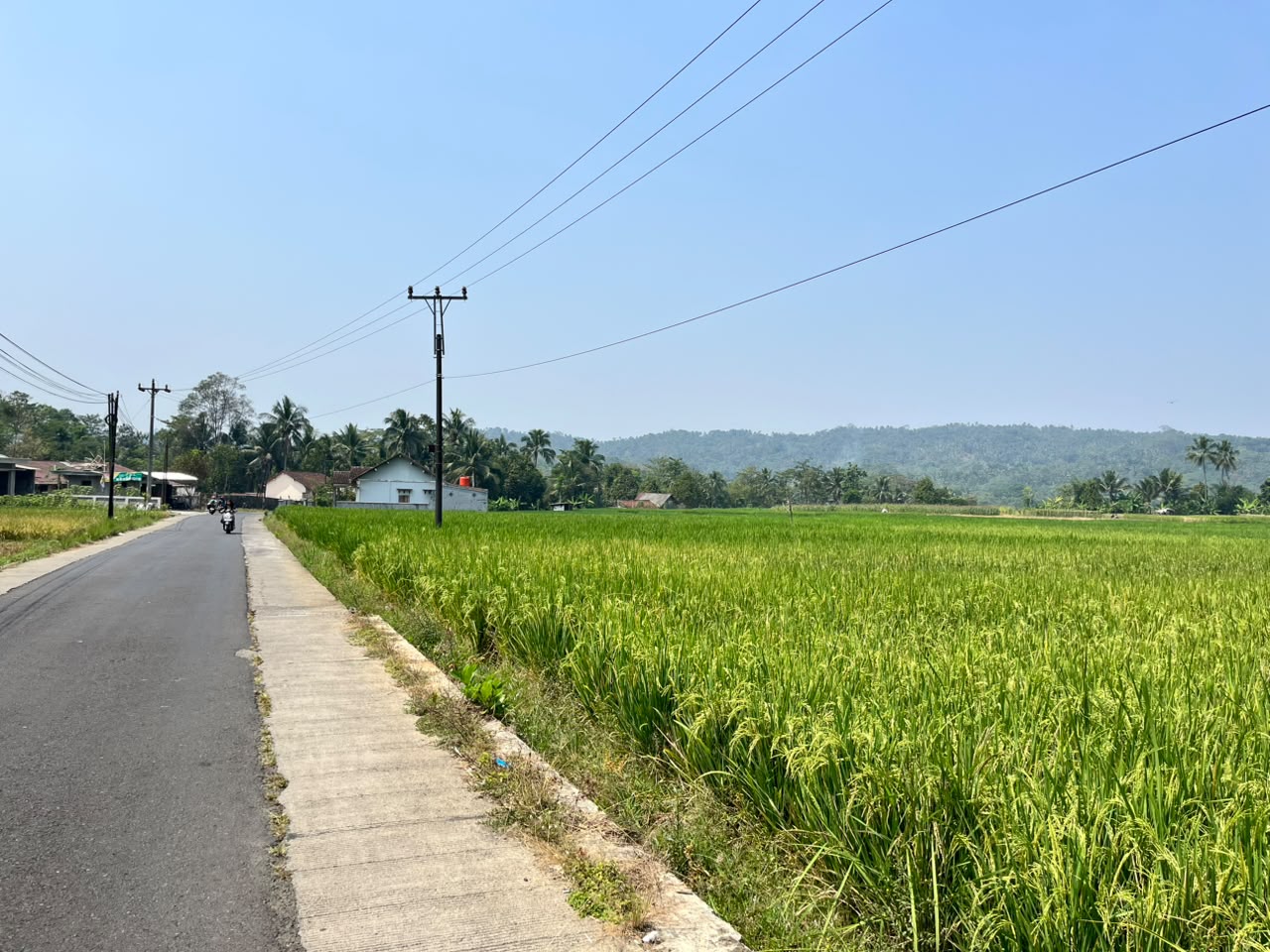 Area Persawahan